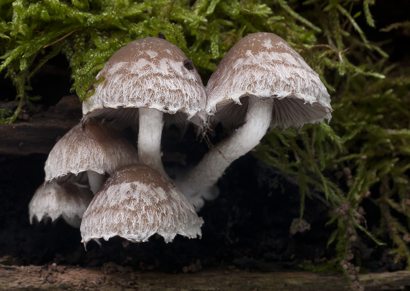 Psathyrella spintrigeroides